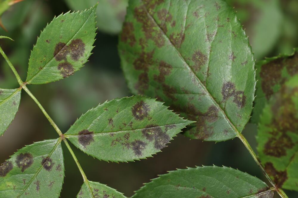 plant diseas