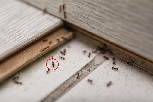 Gun target on ant at home. Pest control
