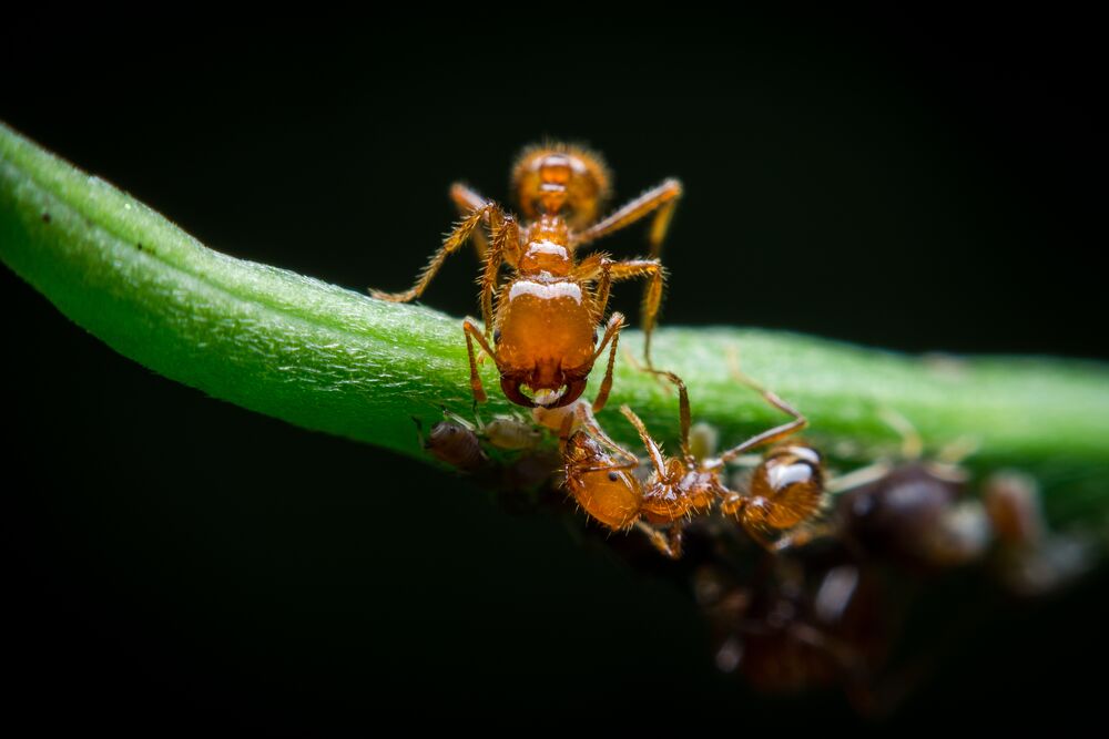 muurahaiset (2)